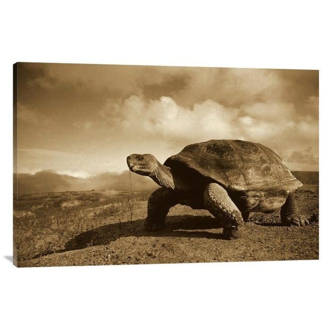 Global Gallery Tui De Roy 'Galapagos Giant Tortoise on Caldera Rim ...