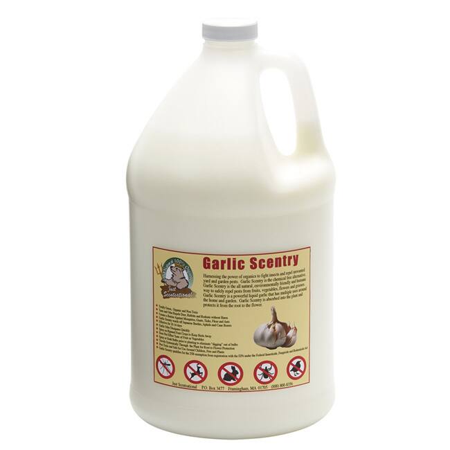 One Gallon Garlic Scentry Concentrate Formula