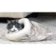 kitty crinkle sack