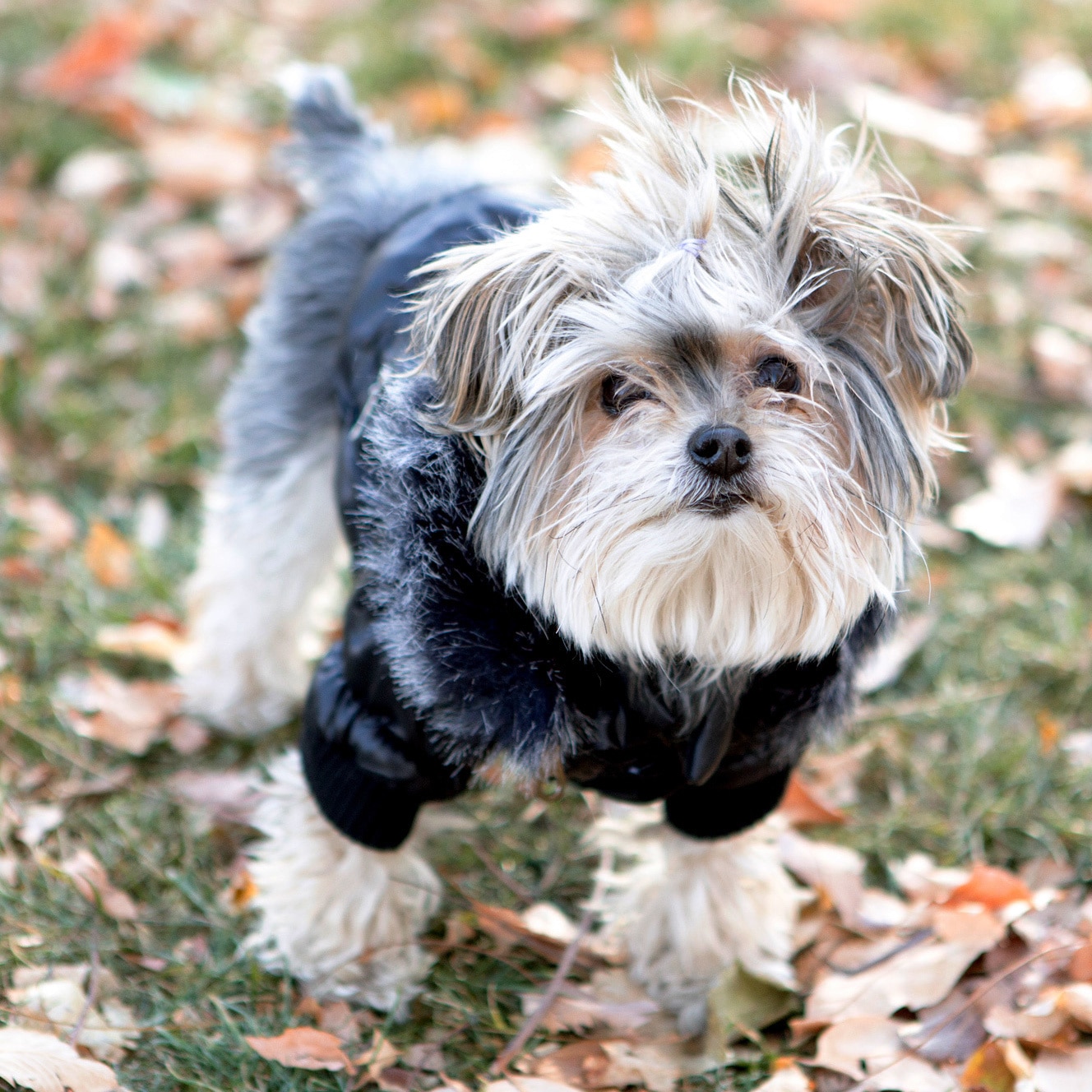 Pet Life Insulated Dog Coat and Duggz Boots Bundle