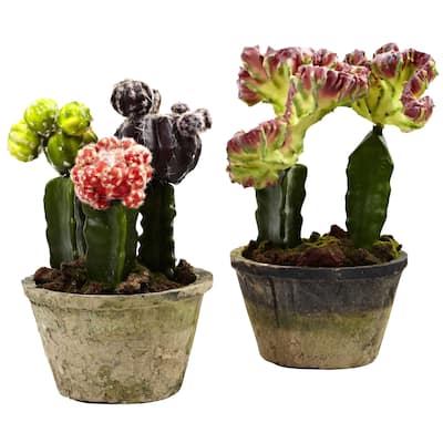 Colorful Cactus Gardens (Set of 2)