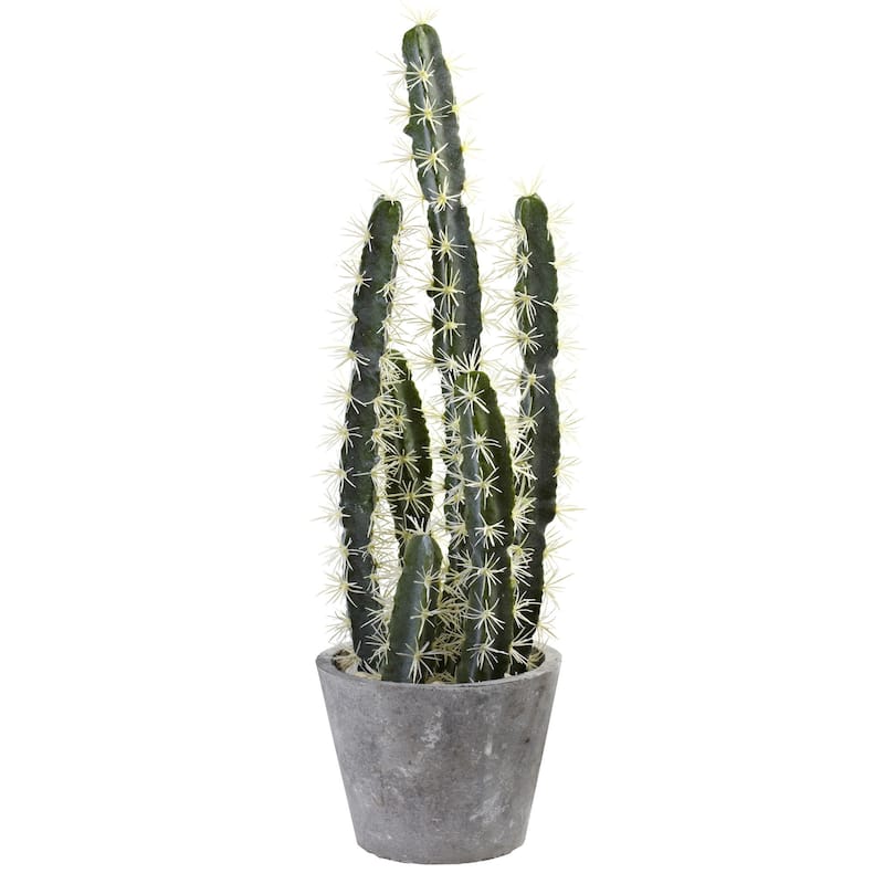 Decorative Cactus Garden with Cement Planter