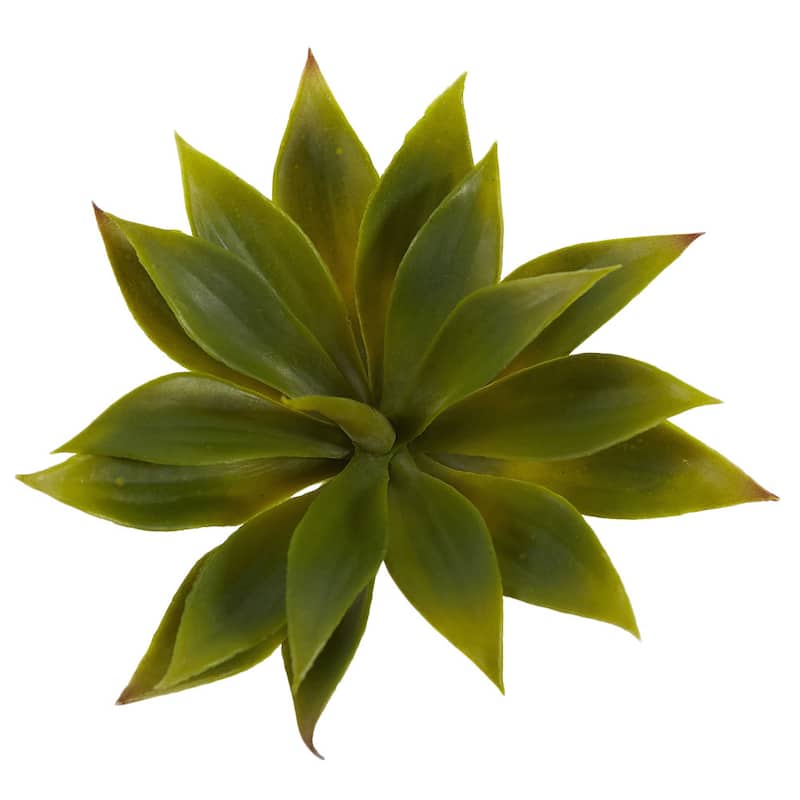 Mini Agave Succulent Plant (Set of 12)