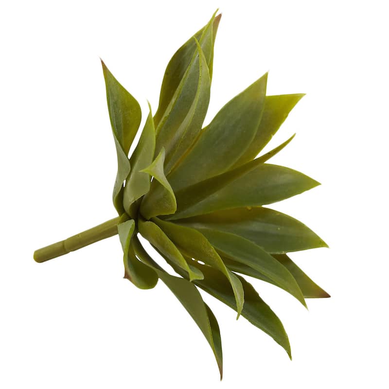 Mini Agave Succulent Plant (Set of 12)