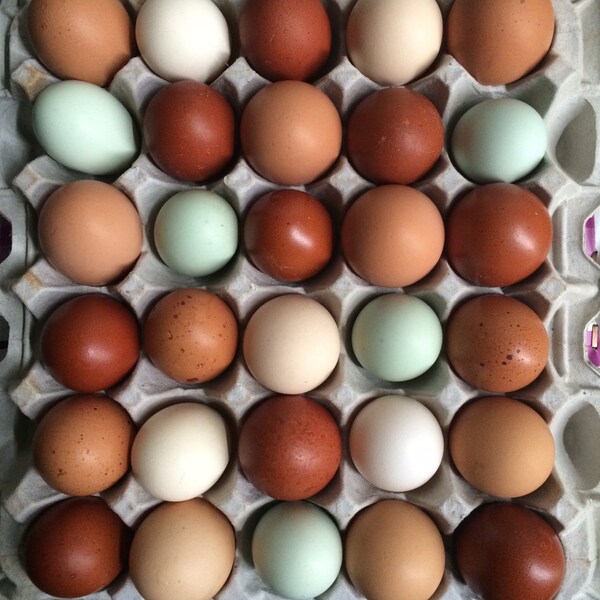 Shop Solace Organic Farms Free Range Eggs (5 Dozen) Free Shipping On