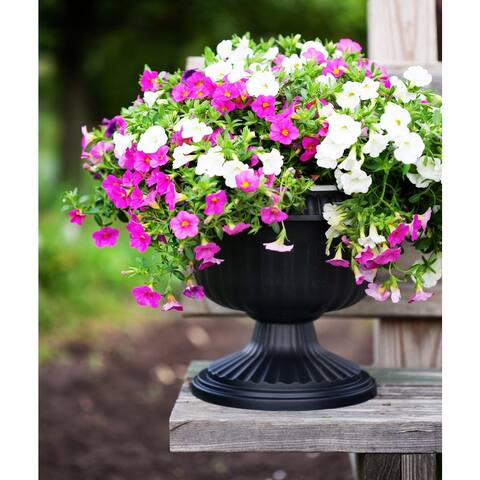 Bloem Black Grecian Urn