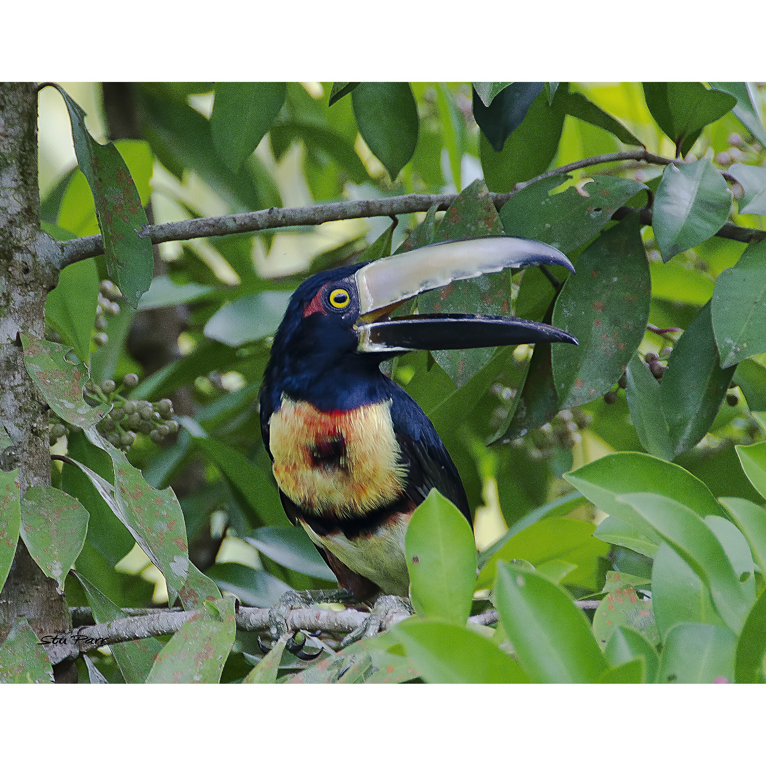 Stewart Parr Collared Aracari Bird Of Costa Rica Tucan Type Unframed Photo Print Overstock