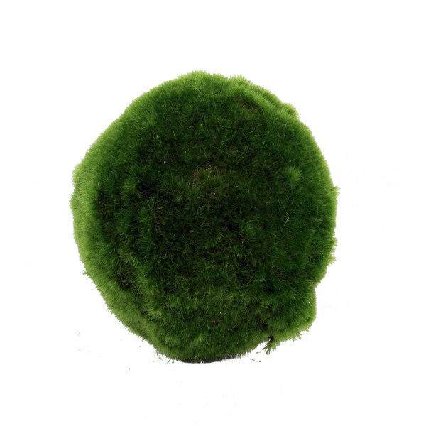 Shop Decorative Moss Orb (Set of 6) - Free Shipping On Orders Over $45 ...
