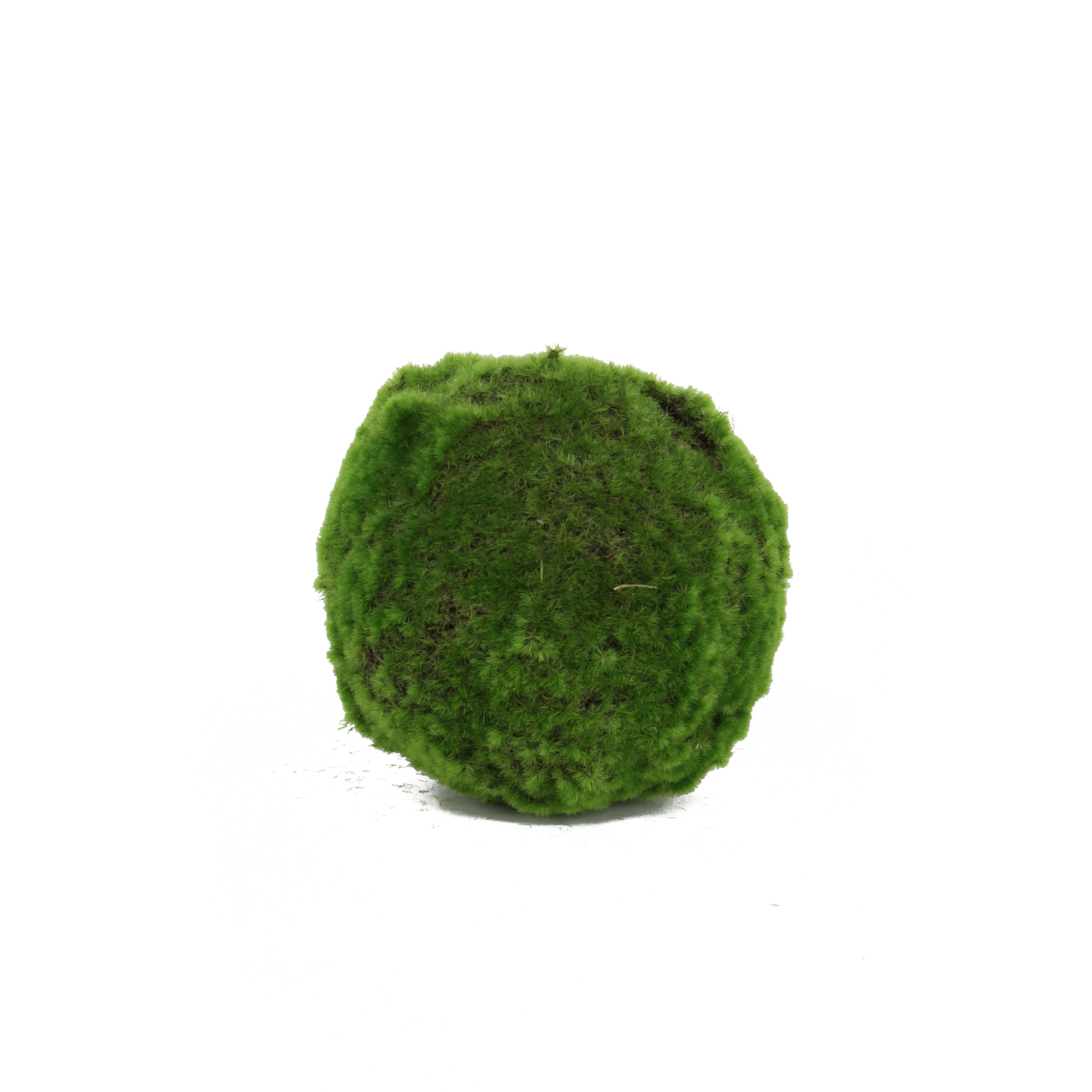 Medium Decorative Moss Orb (Set of 6)