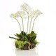 Shop 15-inch Mini Phalaenopsis Drop In (Packed 1 Each) - Free Shipping ...