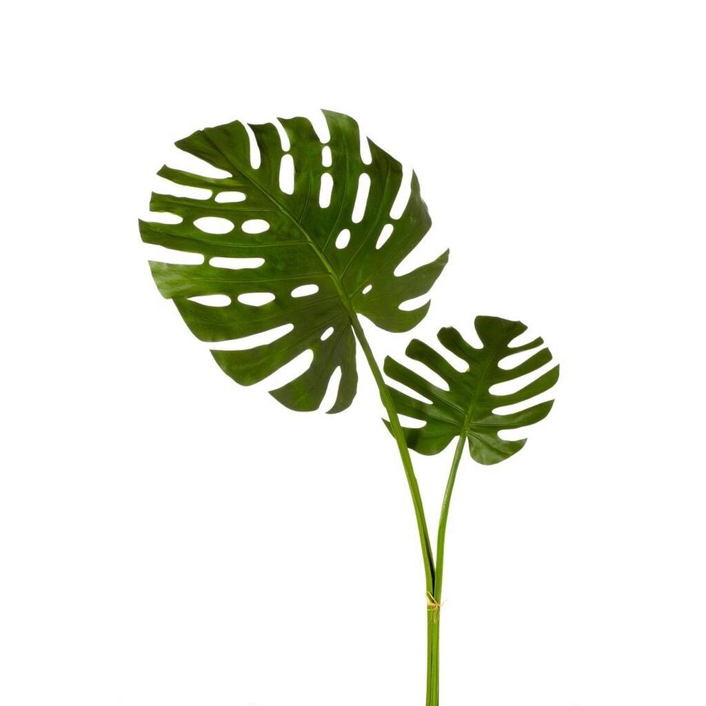 49-inch Monstera Leaf Bundle X2 (Packed 1 Each)