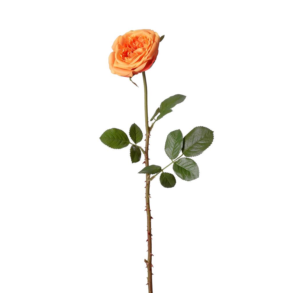 Open Garden Rose 26-inch Stem (Pack of 12)