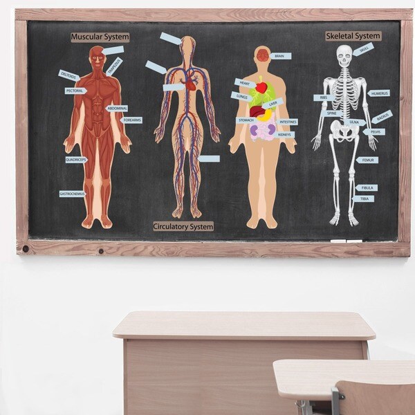 Shop Peel, Play and Learn 'Human Body' Wall Decal Set Free Shipping