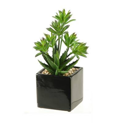 D&W Silks Mini Dracaena and Aloe in Square Ceramic Planter
