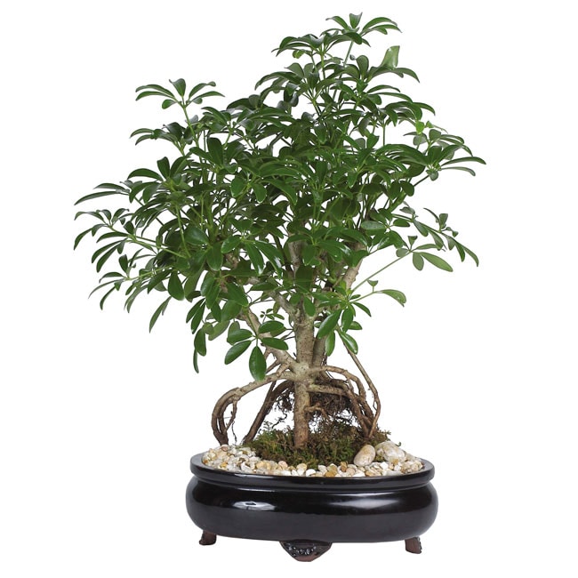 Schefflera 8 inch Bonsai Tree  