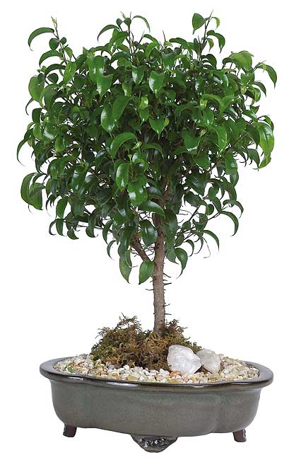 Ficus Too Little 8 inch Bonsai Tree  