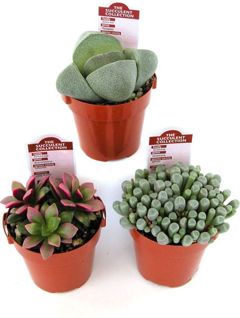 Mimicry Plant Collection (Set of 3)  