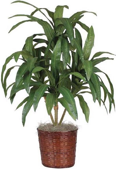 Dracena Silk Plant  