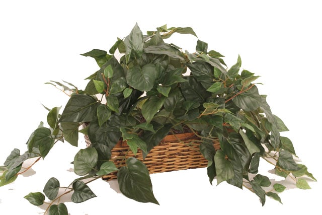 Forever Silk Plant with Ledge Basket  