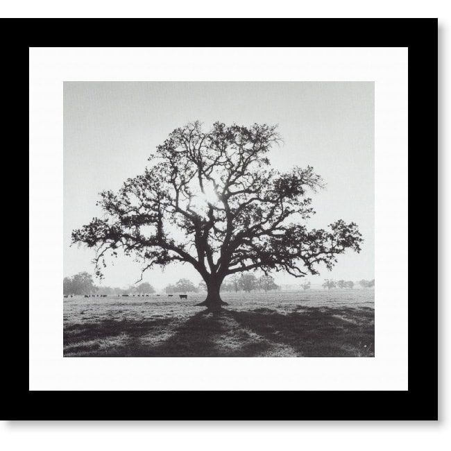 Ansel Adams Oaktree Sunrise Northern California Framed Print 