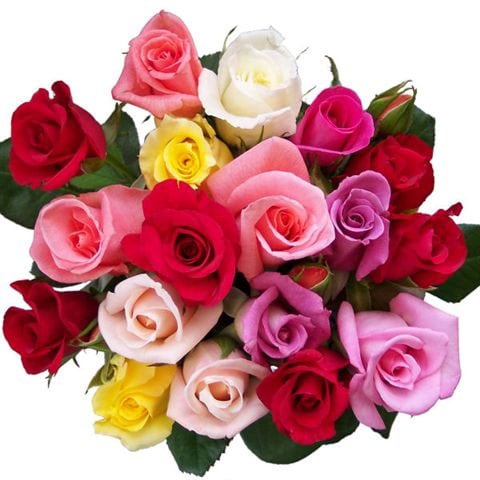 Dozen Multi Rose with 6 Free Roses and Single Rose Bouquet   