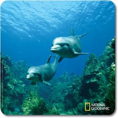 National Geographic Dolphin Mouse Pad  