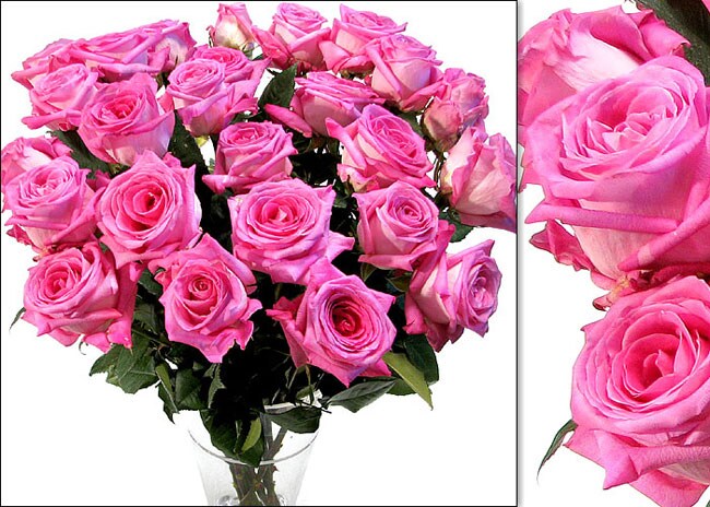 200 Hot Pink Wholesale Roses (18 in. stem length)