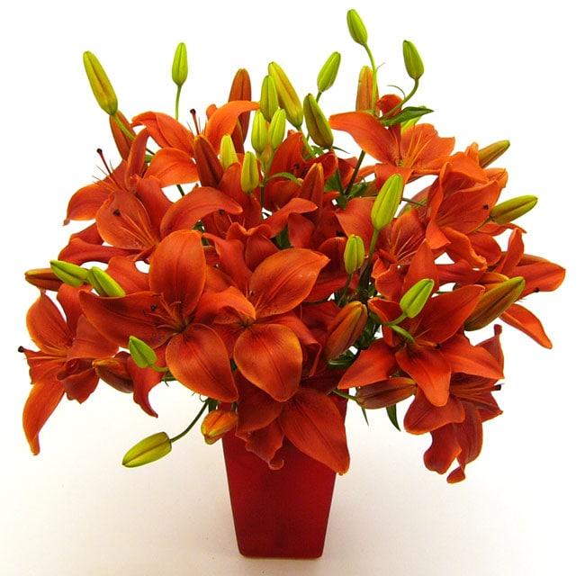 Rich Red Lily Flowers  