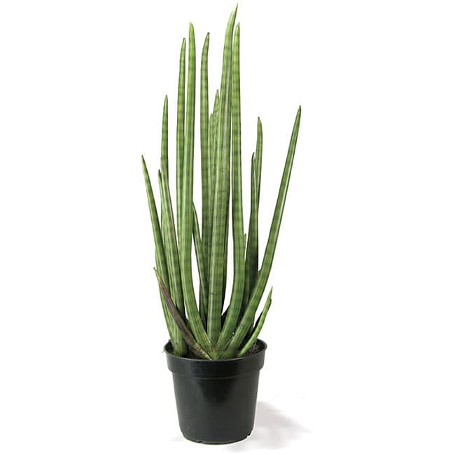 Faux Sansevieria Plant  