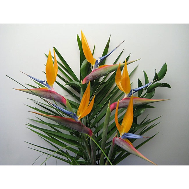 Simply Bird of Paradise Bouquet  