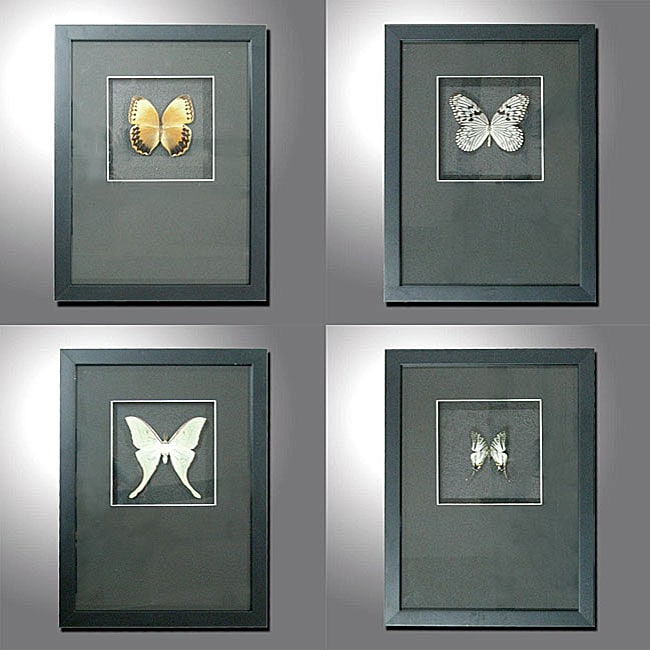 Butterfly Shadow Boxes (Set of 4)  