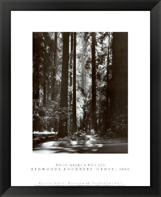 Ansel Adams 'Redwoods, Founders Grove' Framed Art - Overstock Shopping ...