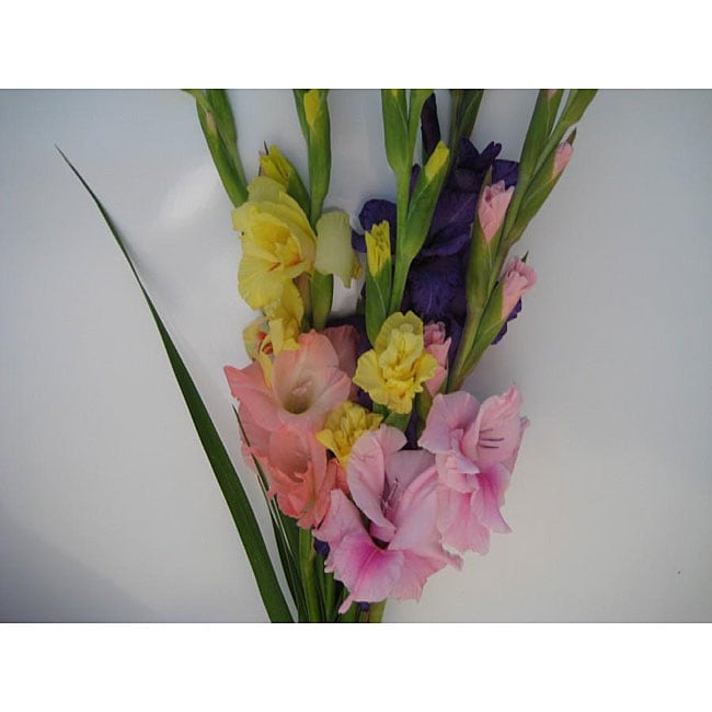 Simply Glads Gladiolus Bouquet  