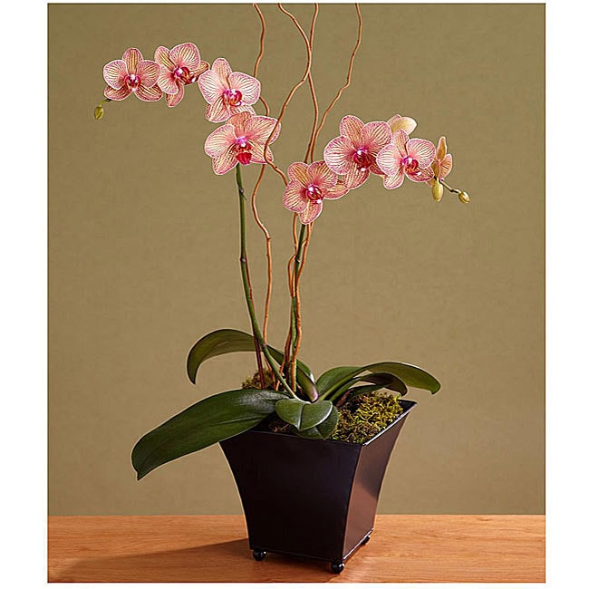 Potted Double stemmed Kaleidoscope Orchid  