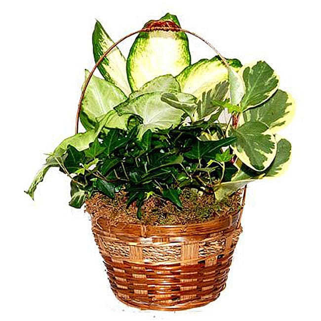 Luster Wood Gift Basket Compare $40.48 