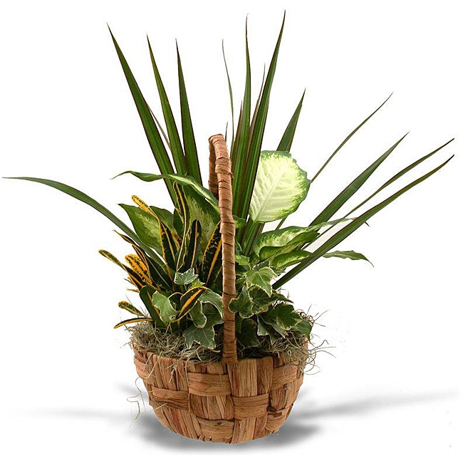 Seagrass Round Plant Gift Basket  