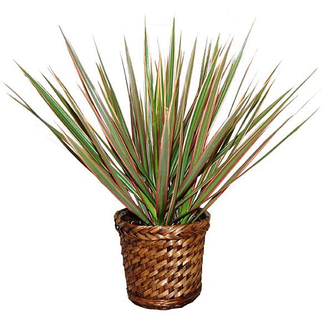 Bi color Dracaena Marginata Live Plant  