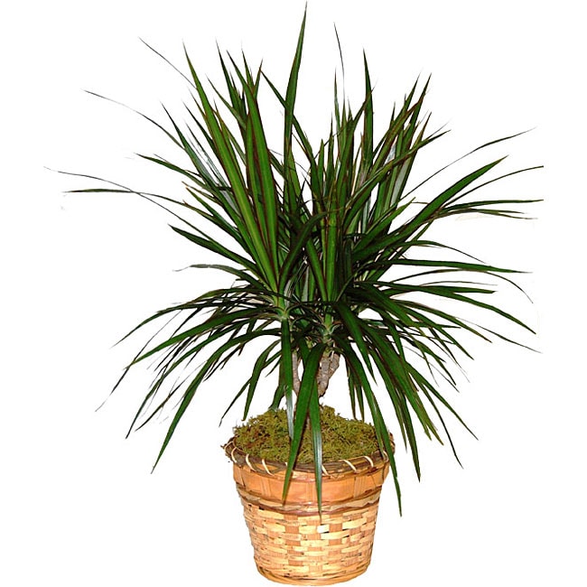 Dracaena Marginata Cane Green Plant  