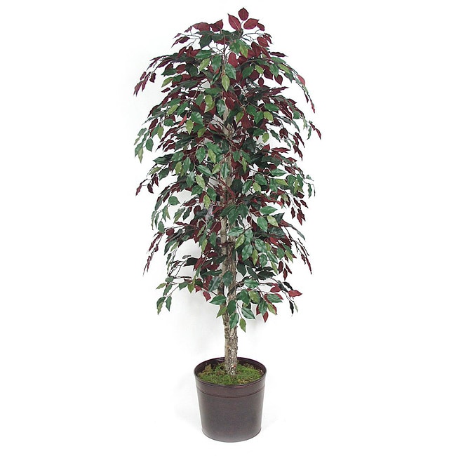 Metal Container and 6 ft Capenisa Bush Today $101.99