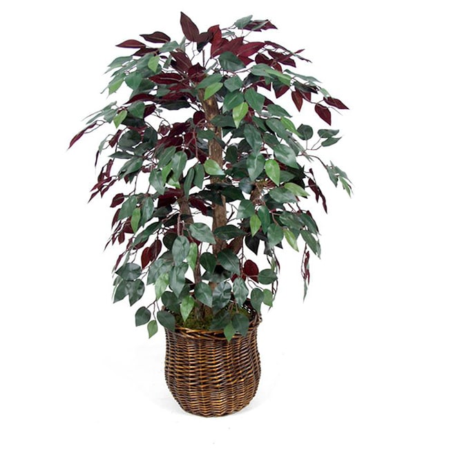 Decorative Rattan Basket and 42 inch Capensia Bush Today $76.79 5.0