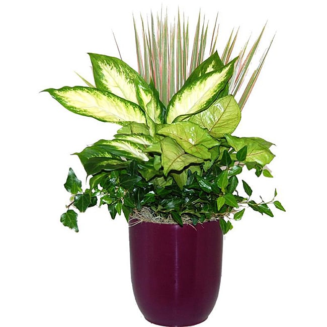 Fantasia Purple Tropical Planter  