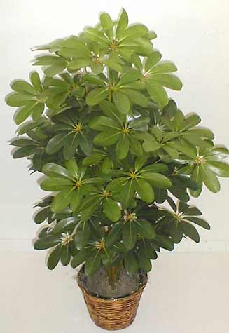 Schefflera 4 foot Double potted Silk Bush  