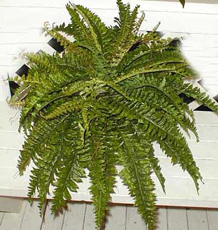 Boston Fern Double potted Silk Plant  