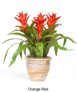 Triple Bromeliad Artificial Plant  