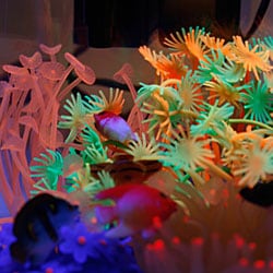 Bedazzle Black Light Aquarium Package  