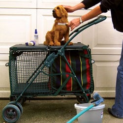 kittywalk double decker pet stroller