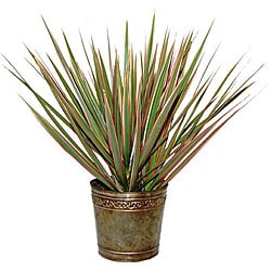 Bi-color Dracaena Marginata Live Plant in Marble-colored Planter. Opens flyout.