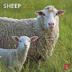 Sheep 2012 Calendar (Calendar)