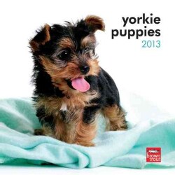 Yorkshire Terrier Puppies 2013 Calendar (Calendar)
