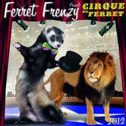 Ferret Frenzy 2012 Calendar (Calendar)